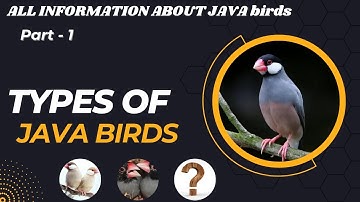 Types of java birds | java sparrow mutations | All Information About Java birds | PART#1