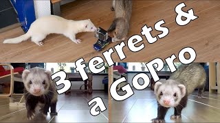 Ferret playtime with a GoPro Hero 4 Black mounted on a rc-car by channel4ferrets 34,879 views 9 years ago 4 minutes, 11 seconds