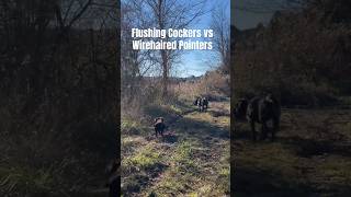 Field Bred Hunting Cocker Spaniel Flushes while wirehaired pointing griffon points #uplandhunting