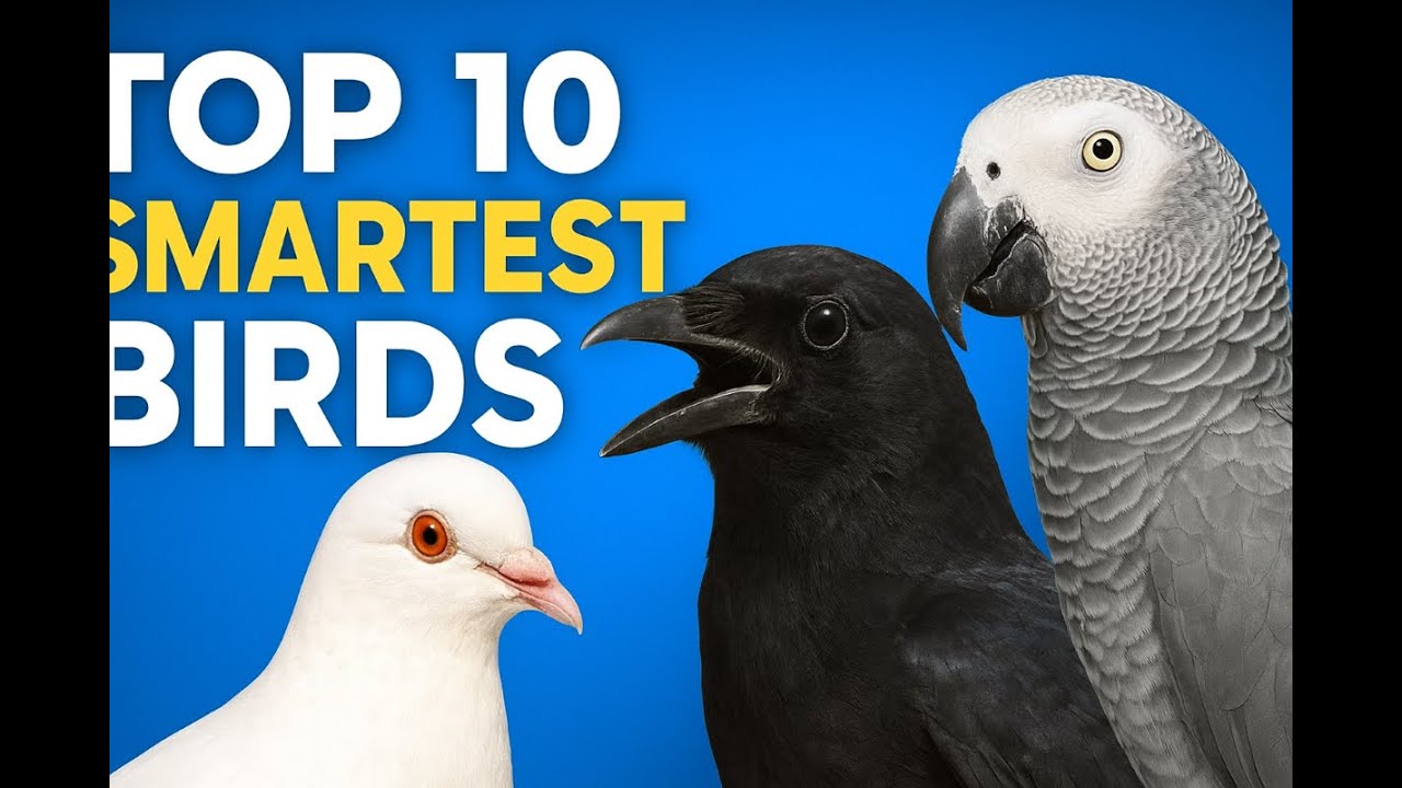 Think Birds These 10 Birds Are Smarter Than You Think - YouTube