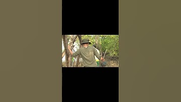 Dìa Cà Mau lội sình đi săn cá thòi lòi quá đã 03 | #shorts #vietnamdiscoverychannel