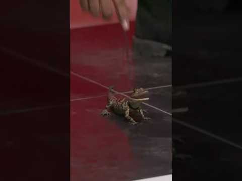 Alligator Druski #druski #auditions
