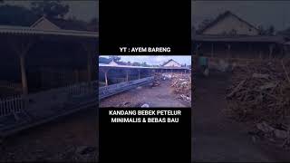 KANDANG BEBEK PETELUR MINIMALIS & BEBAS BAU - Ayem Bareng