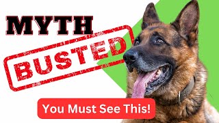 Myth Busters - Debunking 7 Common Myths About German Shepherds: What You Need to Know!