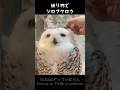 #367 Making Snowy Owl with fish cake 練り物でシロフクロウMinty【シロフクロウのミンティ】#snowyowl #シロフクロウ#フクロウカフェ #owl