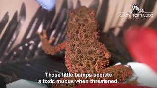 Difference Between Frogs and Toads