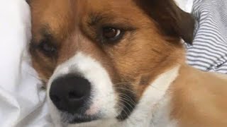 Dodger "the pillow hog" bed moments | Chris Evans dog