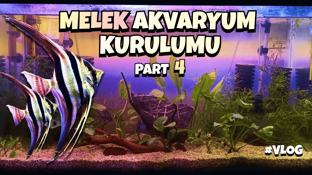 Melek Üretim Akvaryum Kurulumu | PART 4