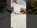 毎回主役 #誕生日 #犬 #happybirthday #dog