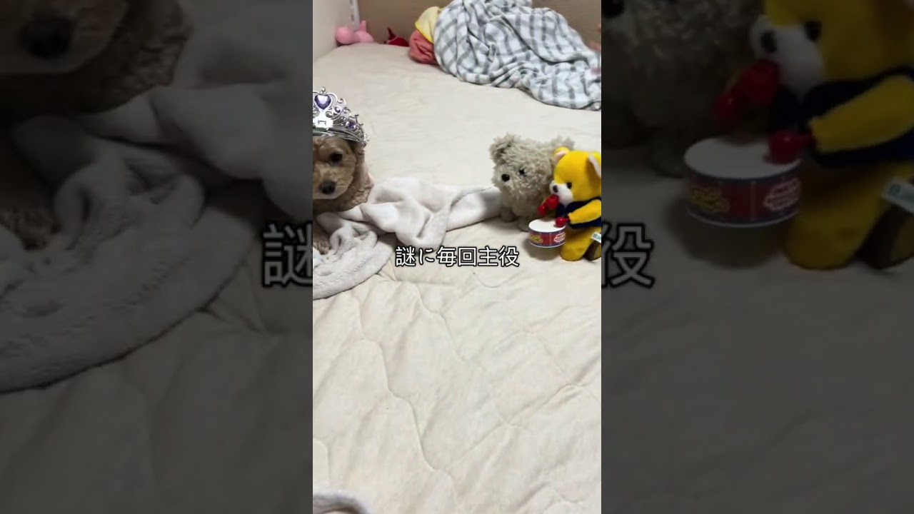 毎回主役 #誕生日 #犬 #happybirthday #dog