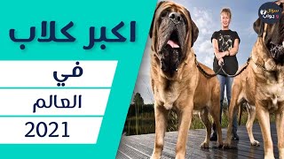 اكبر كلاب  في العالم