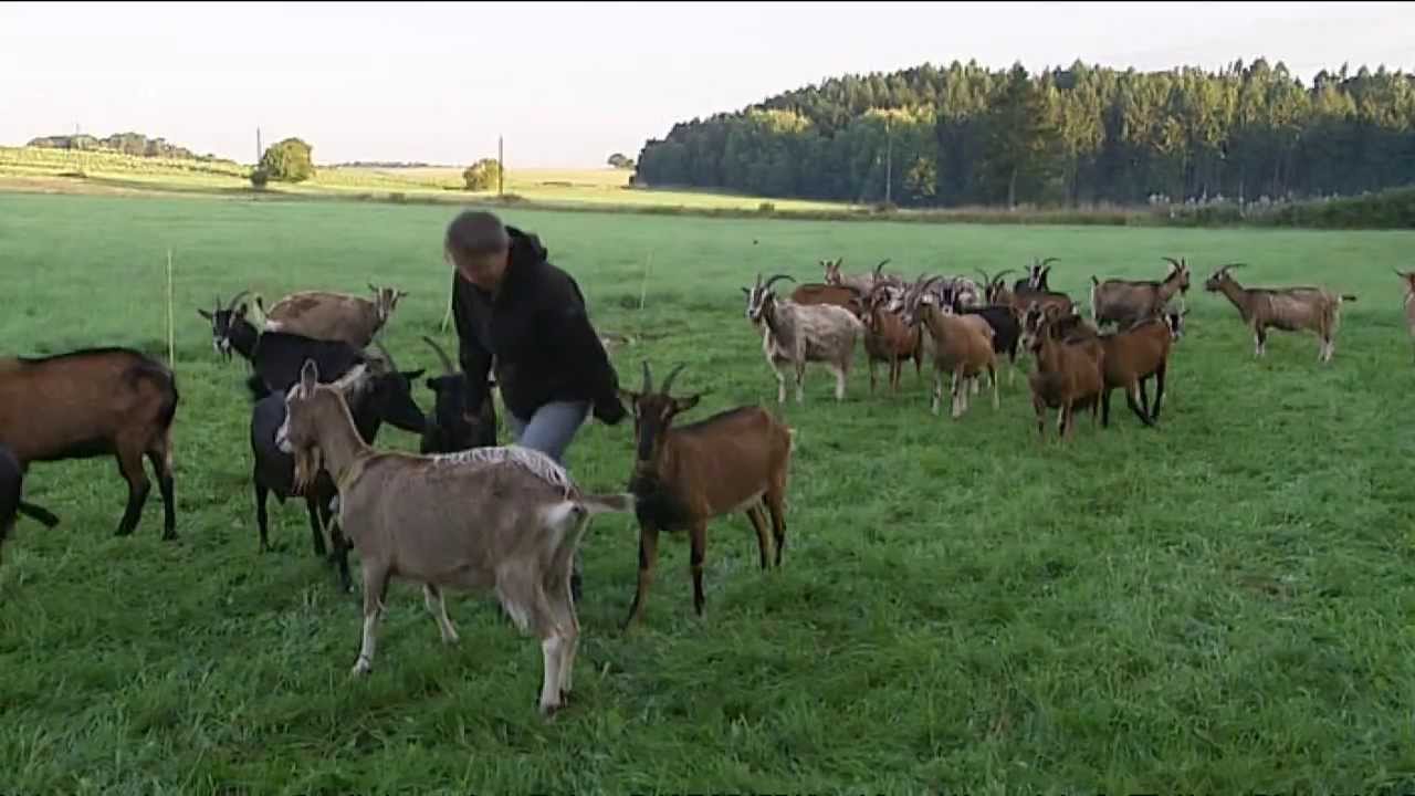 Maliesenhofer Ziegenkäse aus Waldeck-Freienhagen