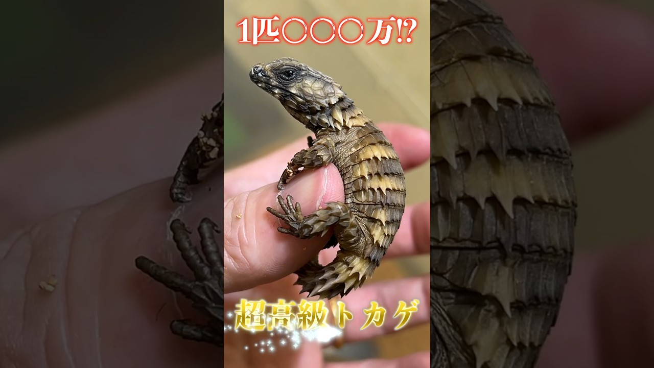 3 million yen per animal! Super high class lizard! - YouTube