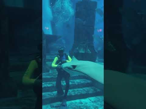 Welcome To The Lost Chambers Aquarium at Atlantis the Palm Dubai #dubai #insidedubai #dubaitrip