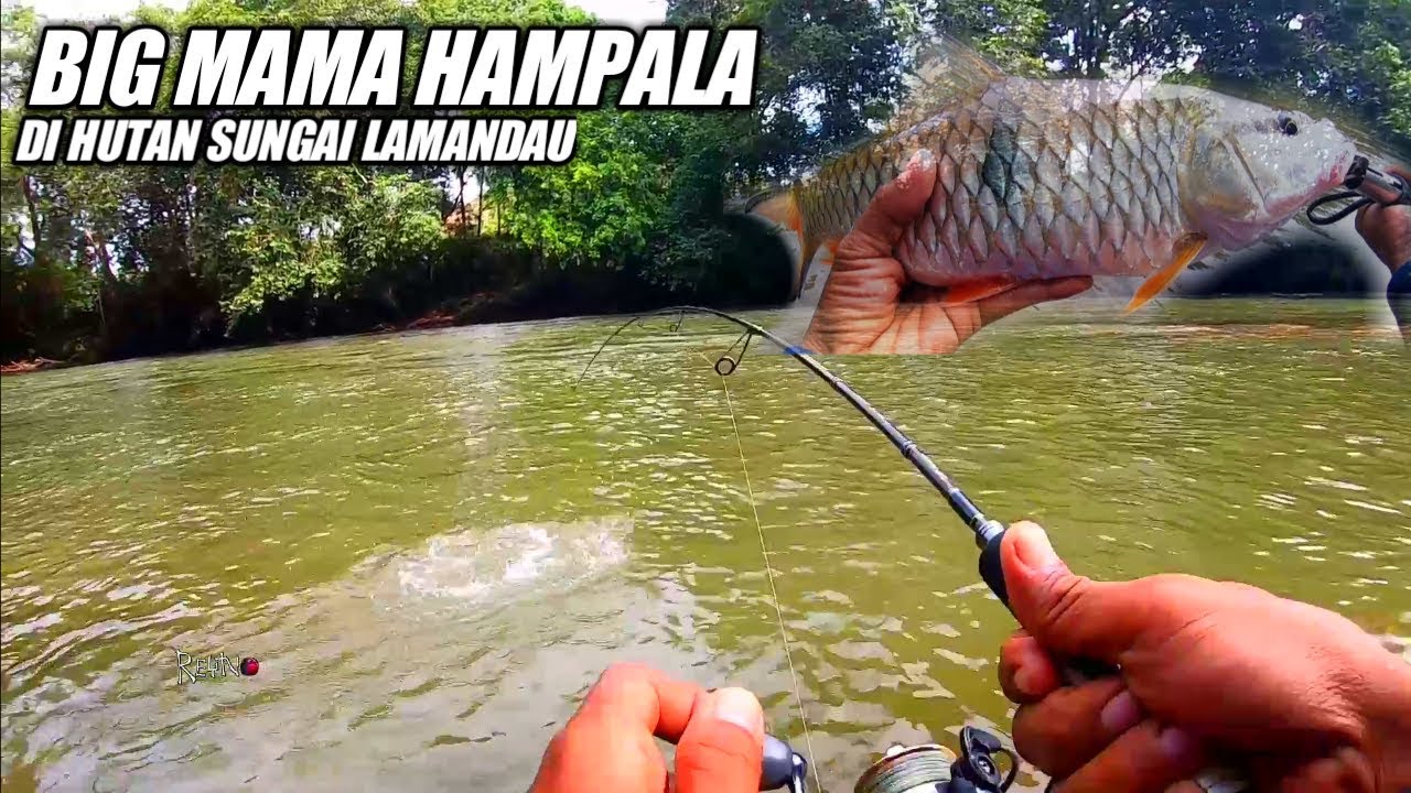 memancing ikan HAMPALA BESAR di hutan pedalaman desa MERAMBANG Bulik