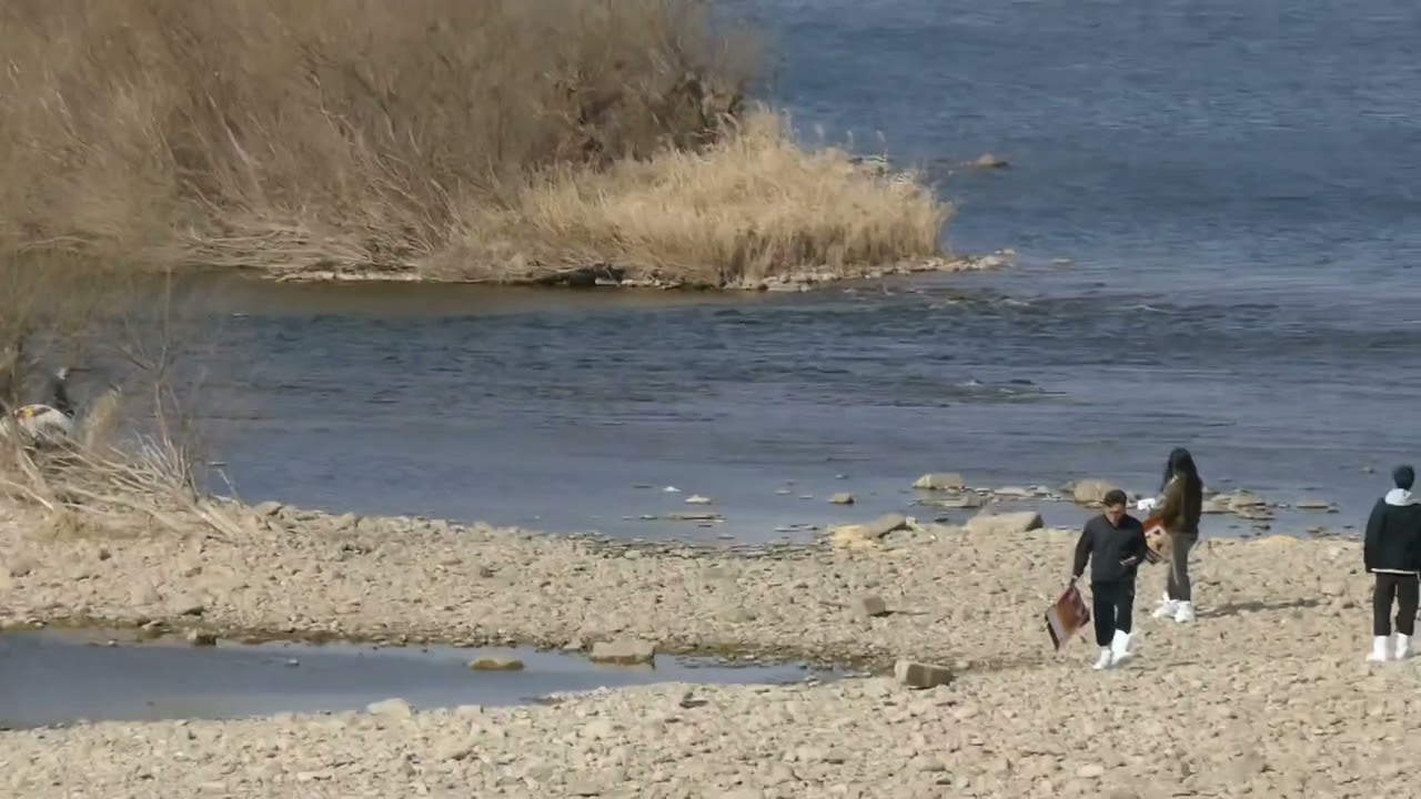 팔당대교 아래 고니들 26년 2월 21일 