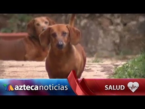 Video: ¿Qué causa el taburete amarillo en los perros?