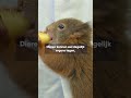 🦔 Dieren hebben het zwaar door de toenemende hitte