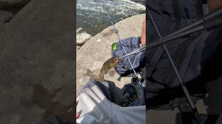 Part 9 Of Catching Every Species In The Great Lakes Region The Bullhead Catfish