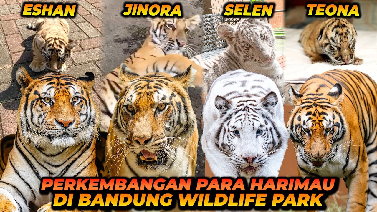 ESHAN JINORA SUDAH SETENGAH PERJALANAN HIDUPNYA ?! FLASHBACK PERJALANAN 4 HARIMAU DARI BAYI !