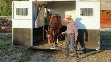 Trailer Loading a Yearling for the First Time