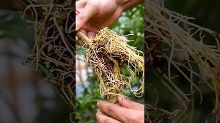🍋Unique Method to Grow Lemon Trees - 100% Success Air Layering for Beginners!🌱