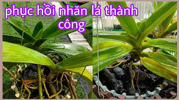 phục hồi cây Ngọc điểm bị nhăn lá mất nước thành công. T204 #hoalantuyenha