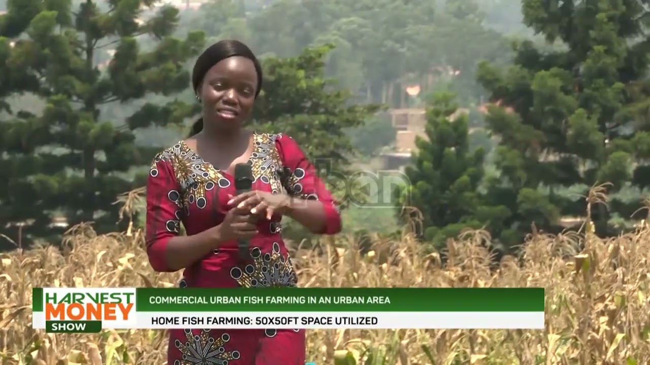 Commercial urban fish farming in an urban area