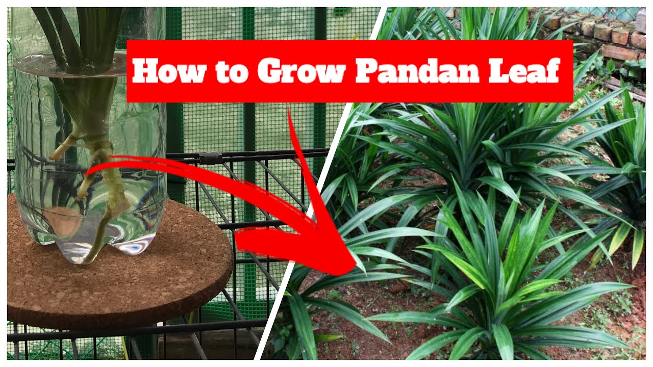 Cara tanam Pokok Laici  How to grow Lychee from seed. - YouTube