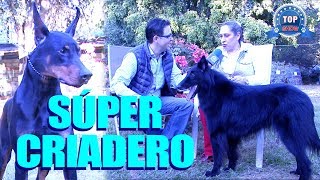 CRIADORA Y CRIADERO PROFESIONAL DE PASTOR BELGA, DOBERMAN