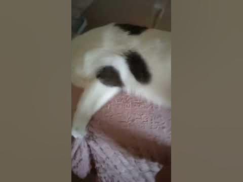 мемные котики - YouTube