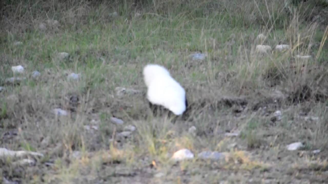 American Hog-nosed Skunk in West Texas - YouTube
