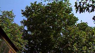 Big Tree Registration