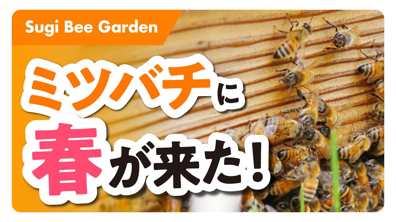 ミツバチに春がやってきました！【2月15日配信】 - YouTube