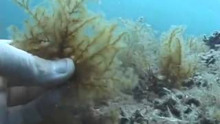 © Водоросли Чёрного моря // © Водоросли Чёрного моря //