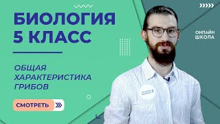 Общая характеристика грибов. Урок 15. Биология 5 класс