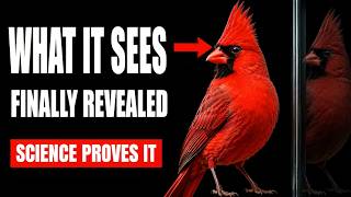 Scientists Finally Discovered What Your Cardinal Sees In The Glass