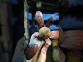 Buah Engkabang