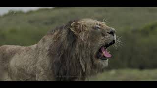 Celebrity MPC TheLionKing VFX Breakdown 720p Profile