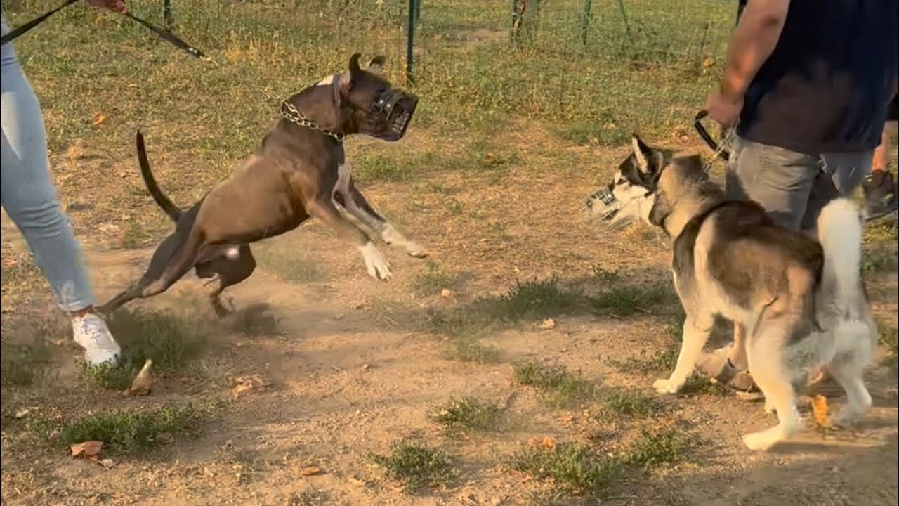 AMSTAFF INCONTROLLABILE…