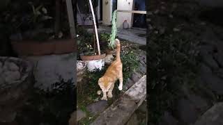 kicau mania versi kucing #cat