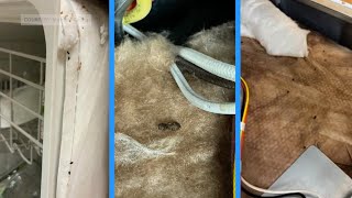 Boise teacher says mice in classroom endangered students