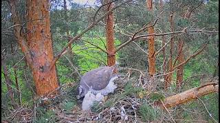 Kanakull (Accipiter gentilis) Jastrzębie Alla & Ruudi  Karmienia pięcioraczków