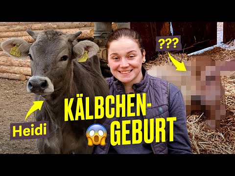 Kuh wird Mama: Kälbchengeburt auf Ronjas Hof (Farm Vlog) I Hundert Hektar Heimat