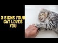 3 Signs Your Cat Loves You | Quick Cat Vids
