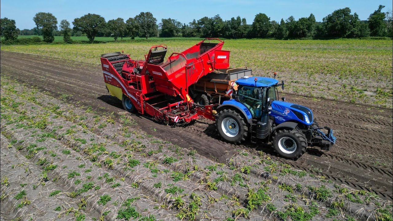 Vroege aardappel oogst / Early potato harvest 2024 / Gebr. Peeters Sevenum / Taco  Agro BV