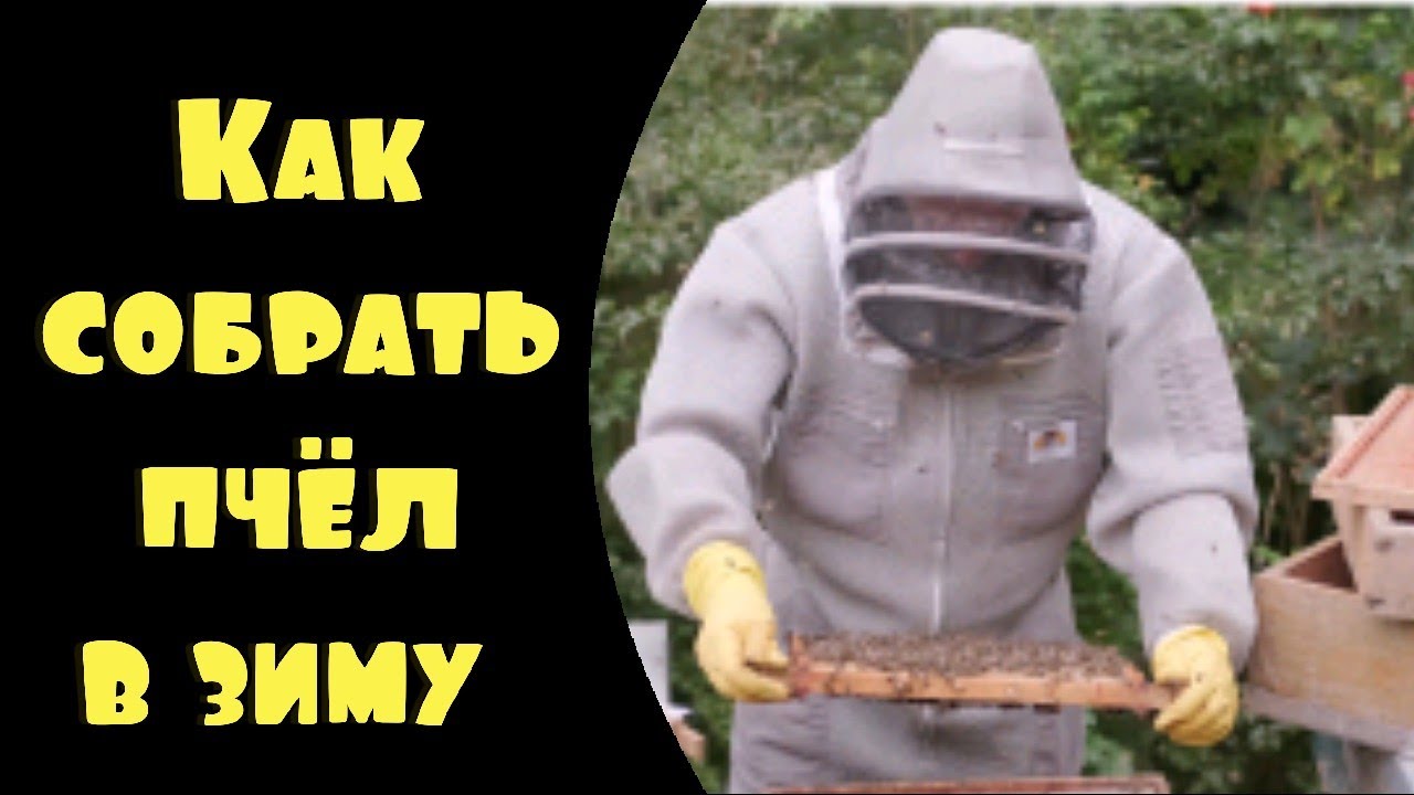 Как правильно собрать гнездо пчёл в зиму. - YouTube