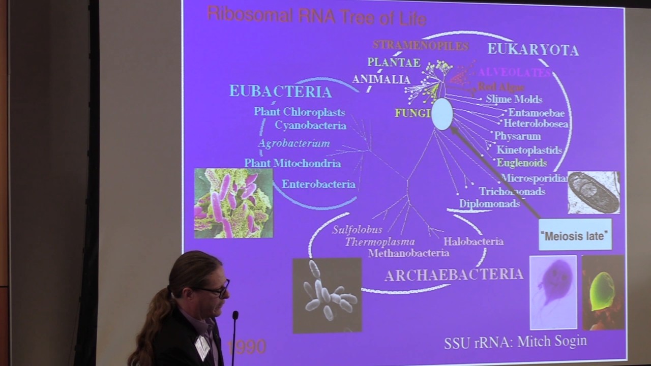 Evolution of Meiosis | John Logsdon | EvSex