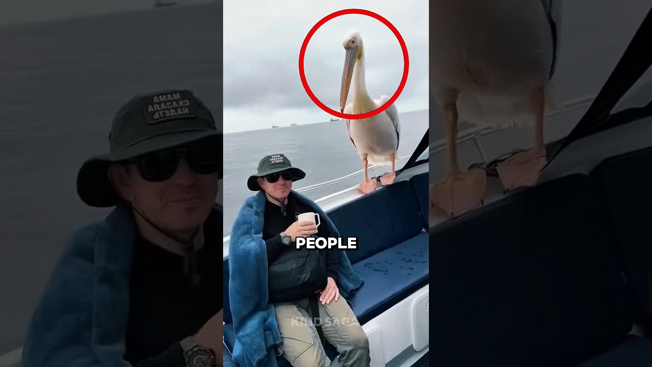 They Thought This Was AI… Until a Seal Climbed Onto the Boat 😳 #shorts