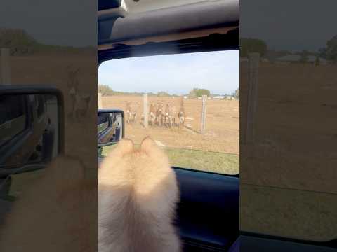 Malamute “Talks” to Donkeys and Calls a Whole Herd 😳🐺🐴 #shorts